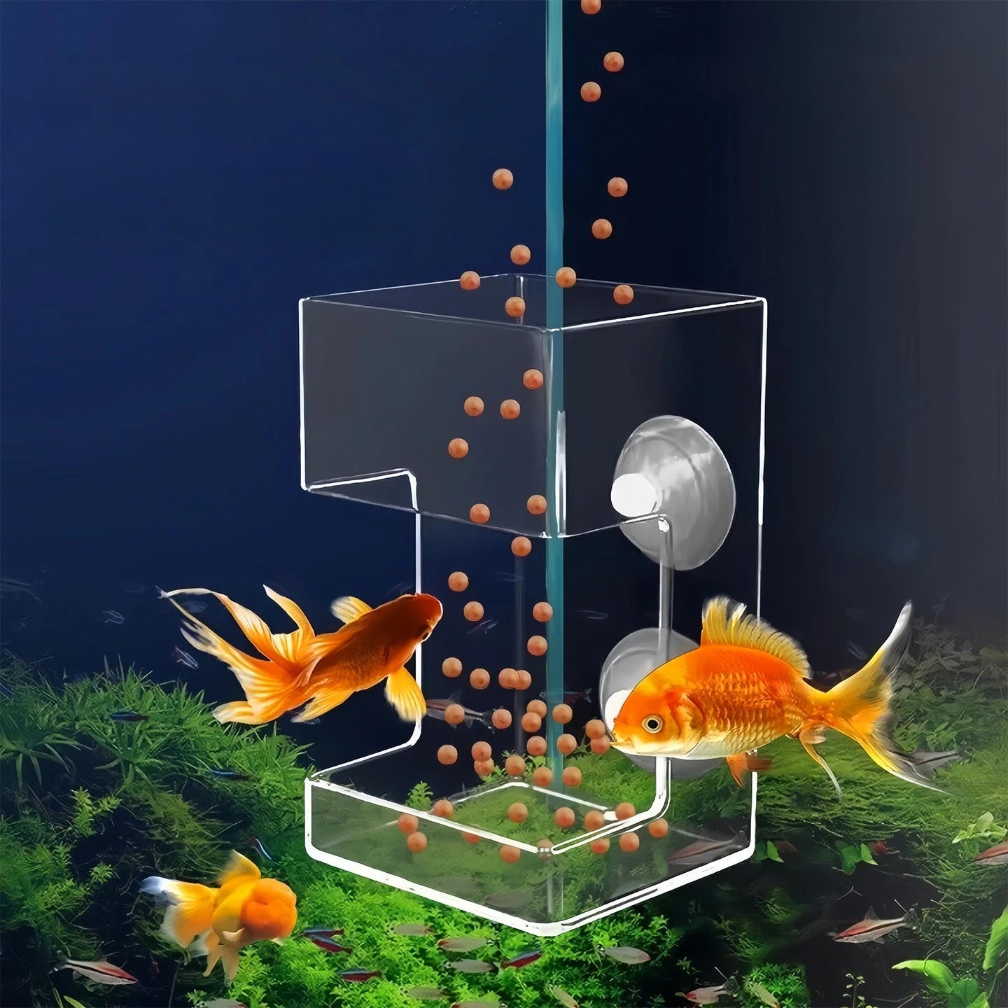 Anello Galleggiante per Alimentazione Pesci – Vassoio con Ventose per Acquario